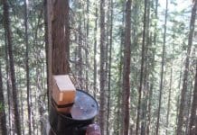 Bear Baiting 101 amy bear 1